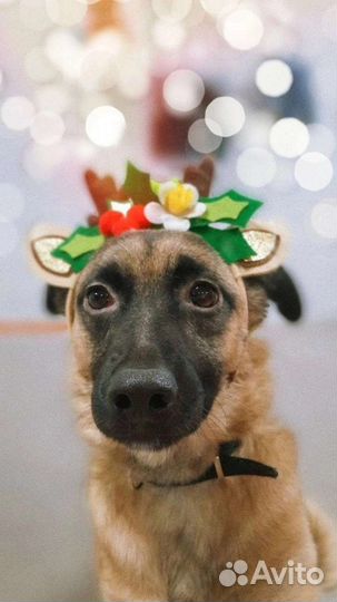 Собака