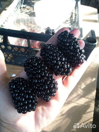 Саженцы ежевики натчез