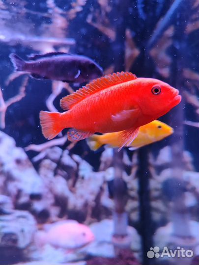 Продаю мальков малавийских цихлид в ассортименте