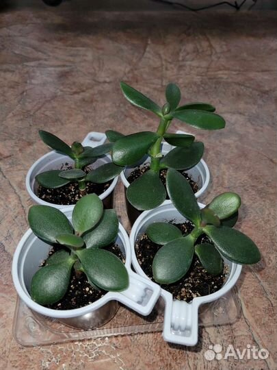 Красула толстянка денежное дерево