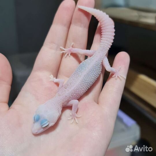 Эублефар пятнистый ящерица геккон