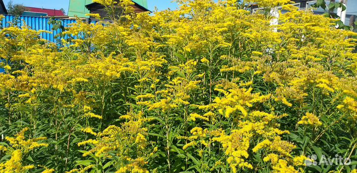 Золотарник