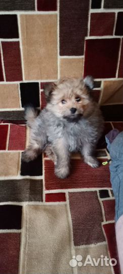 Померанский шпиц