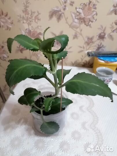 Каланхоэ Дегремона, лечебное