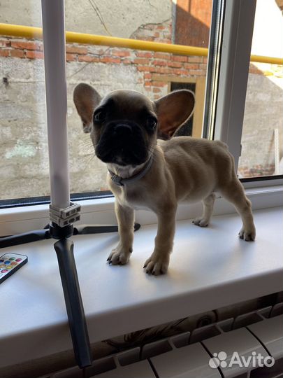 Французский бульдог