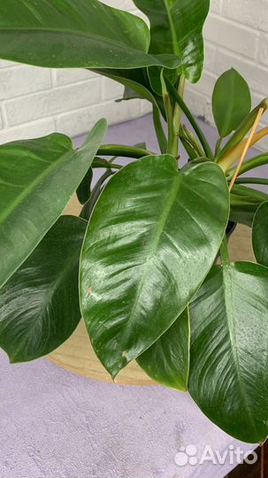 Филодендрон imperial грин