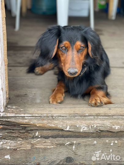 Вязка кабель длинношерстная такса бесплатно