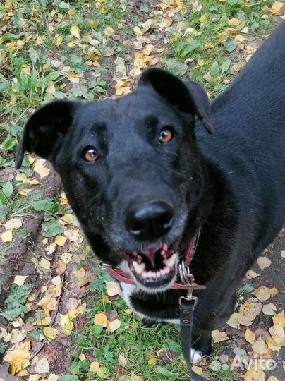 Собака-обнимака в добрые руки