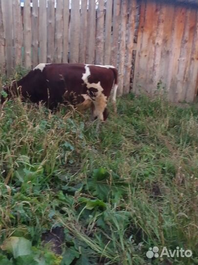 Бычки и быки