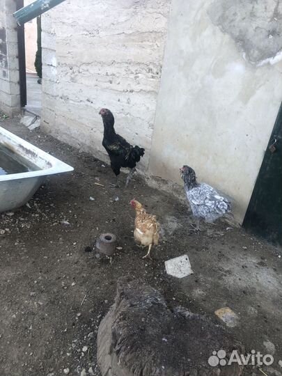 Куры порода Гергебильская