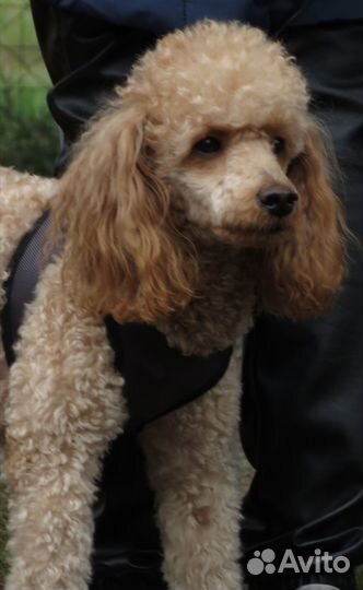 Той-пудель мини