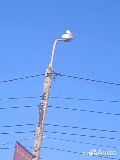 Белые голуби