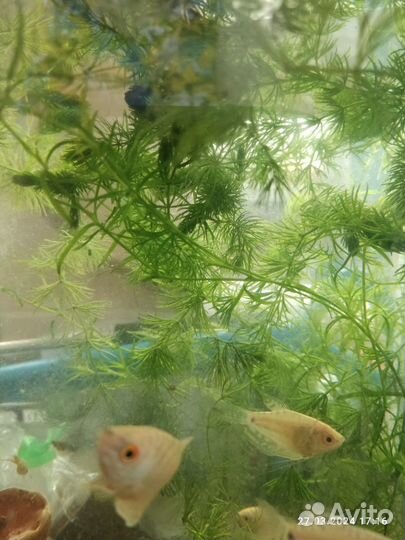 Рыбки и аквариумные растения