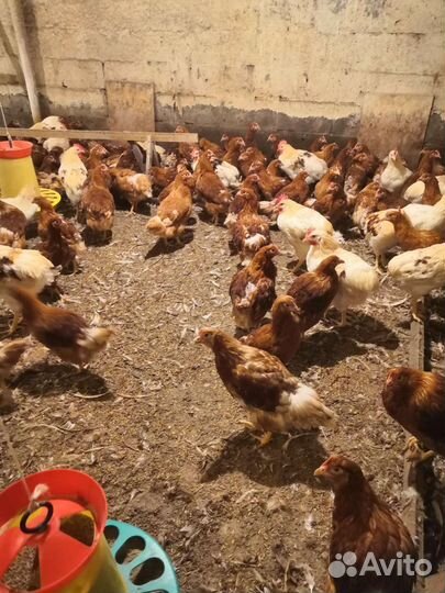 Бройлеры, Муларды, Утята, Гусята и Куры несушки