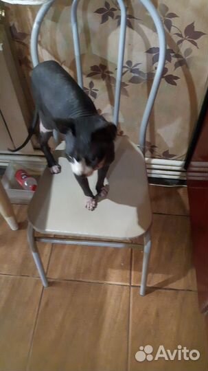 Канадский сфинкс