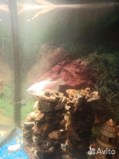 Аквариумные рыбки