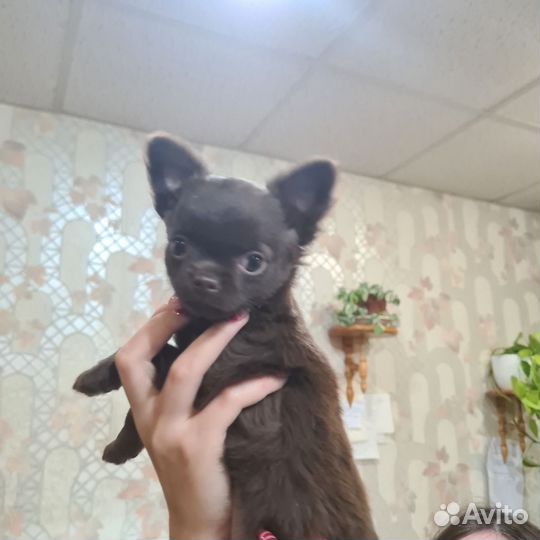 Шоколадка девочка дл/ш