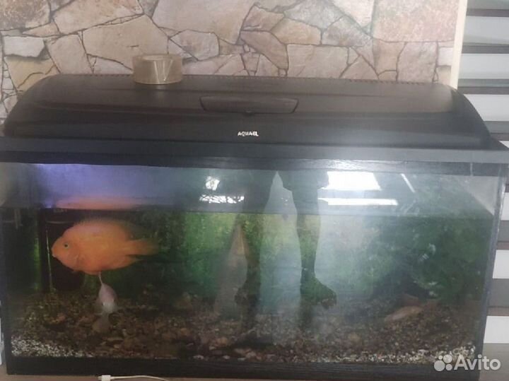 Аквариум с рыбками