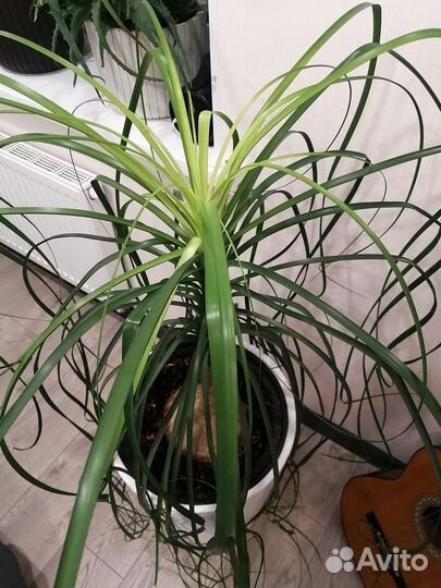 Бокарнея нолина (слоновья нога)