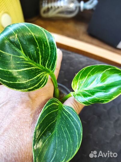 Филодендрон белая принцесса, варикозум