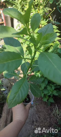 Джинура листья бога