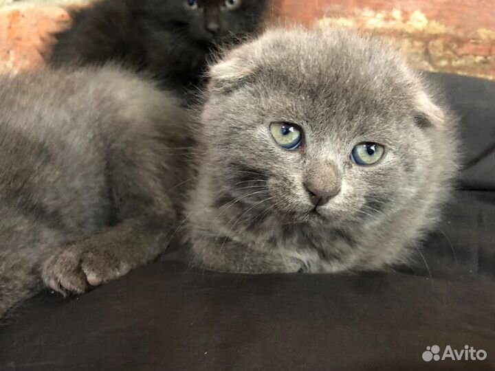 Котята в добрые руки бесплатно