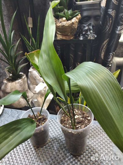 Аспидистра