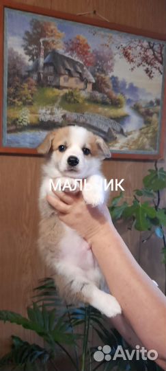Вельш-корги пемброк