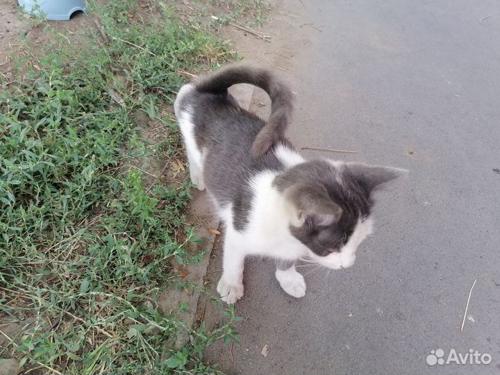 Котята в добрые руки бесплатно