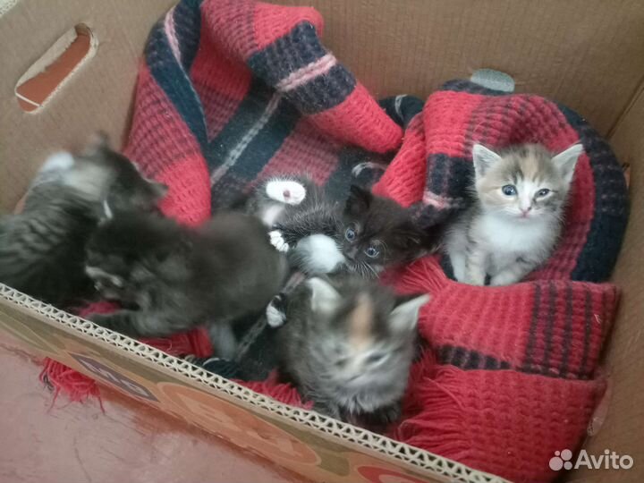 Отдам в добрые руки котят. Возраст 1 месяц