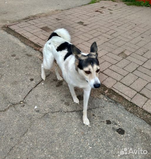 Собаки бесплатно