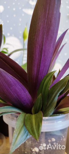 Традесканция разноцветная. Драцена. Брейния