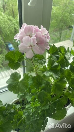 Черенки пеларгонии нежнорозовой