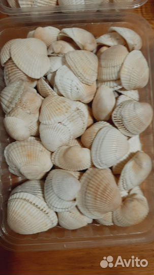 Ракушки Азовского моря