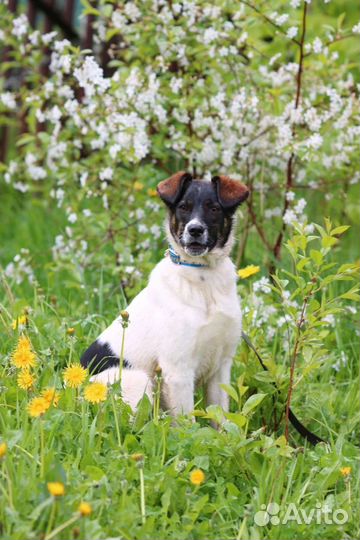Щенок, 6 месяцев