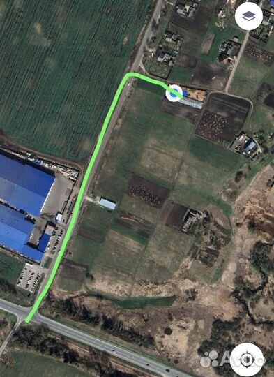 Черешня саженцы