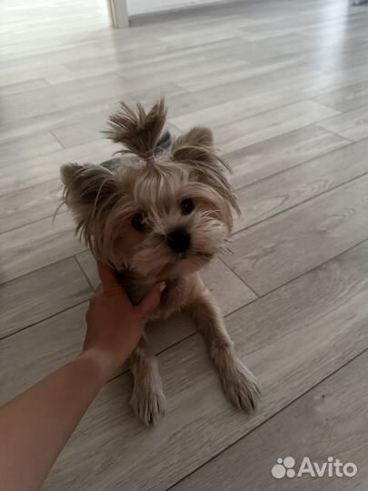 Йоркширский терьер девочка