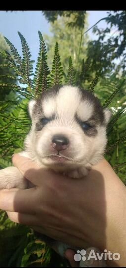 Щенки Хаски