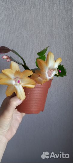 Декабрист шлюмбергера (фото от 19.04)