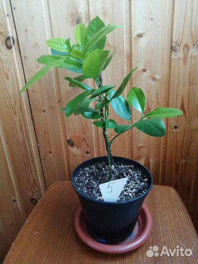 Лимон, Лимонное дерево, саженцы лимона