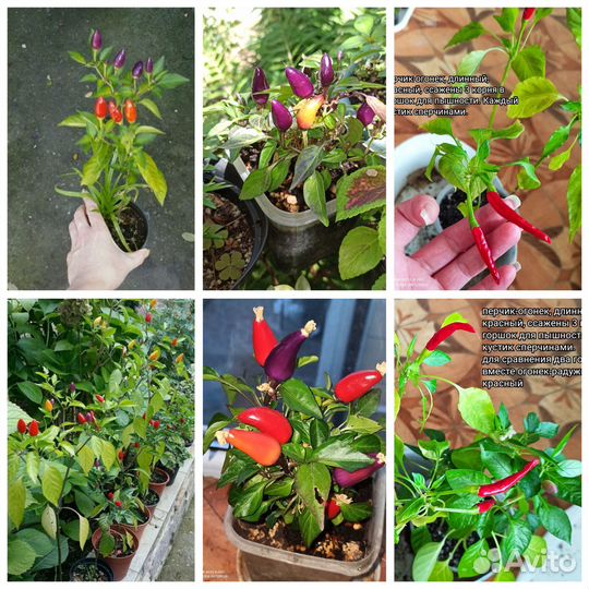 Перчик острый 3 вида