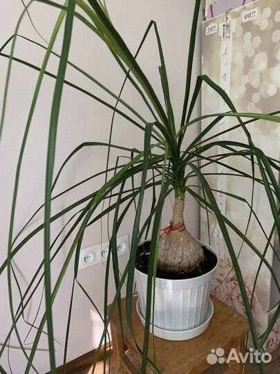 Бокарнея нолина