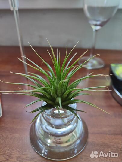 Тилландсия атмосферная