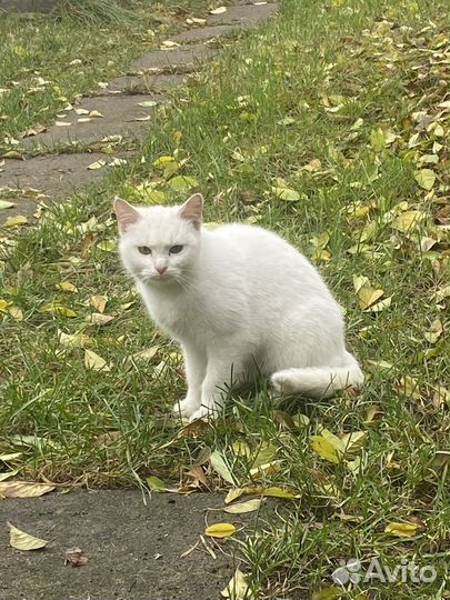 Кошка ищет дом