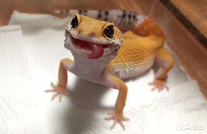 Эублефар