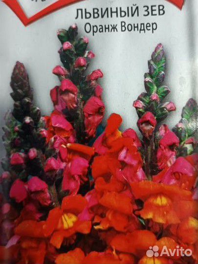 Рассада цветов: портулак, цинерария,виола и др