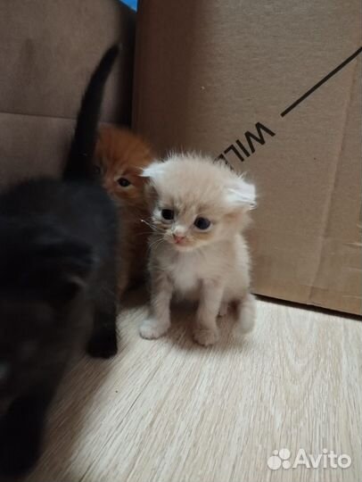 Котята