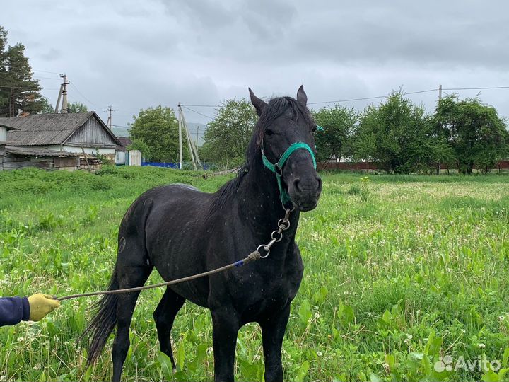 Лошадь жеребец