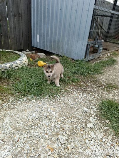 Щенки западно сибирской лайки
