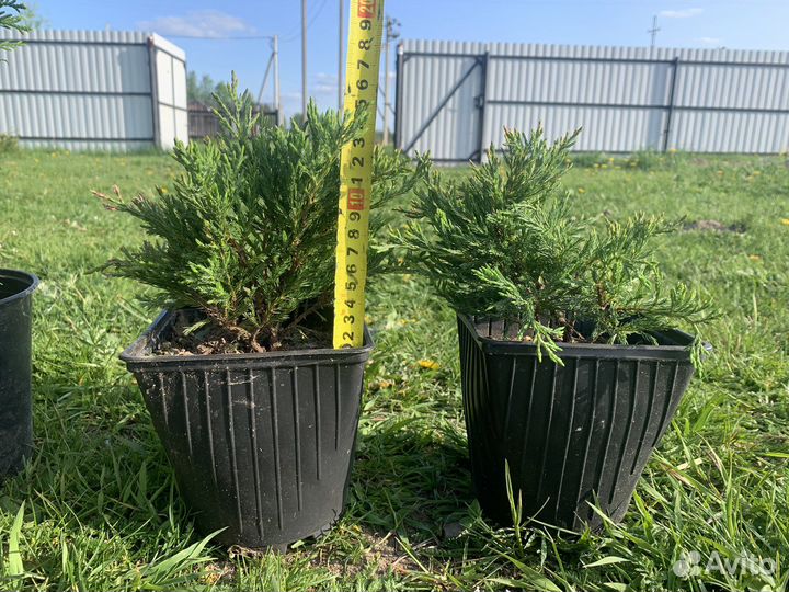 Туя Смарагд. Туя Дуглас П.Туя Можжевельник